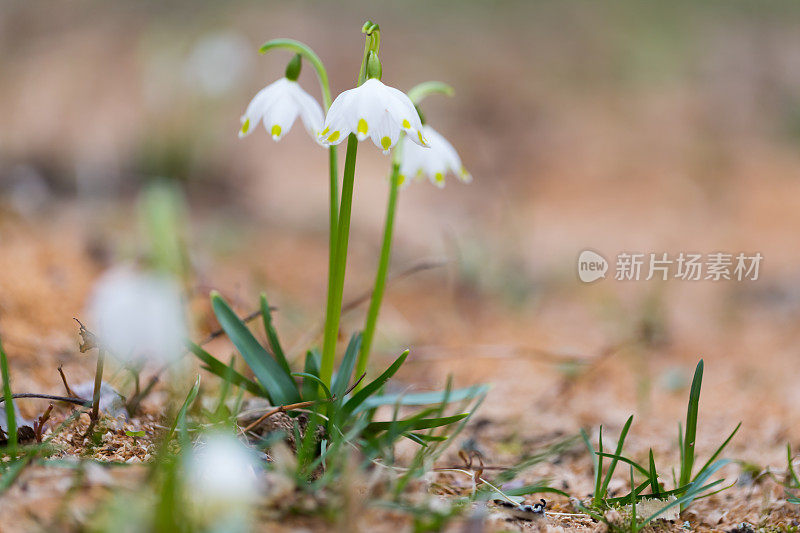 户外白光杯(Leucojum vernum-March mug)